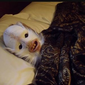 Meet your Posher, Leslie